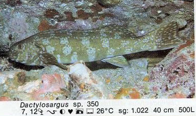 Dactylosargus sp